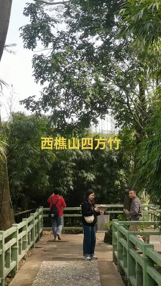 四方竹佛山西樵山特产,看是圆,实际是四方的。