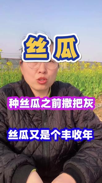 种丝瓜之前撒把灰,丝瓜又是个丰收年 丝瓜底肥宝#三农 #农业种植 #蔬菜种植 #丝瓜 #丝瓜种植