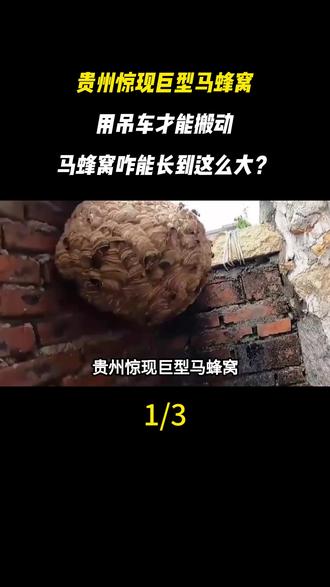 贵州惊现巨型马蜂窝,用吊车才能搬动,马蜂窝咋能长到这么大?