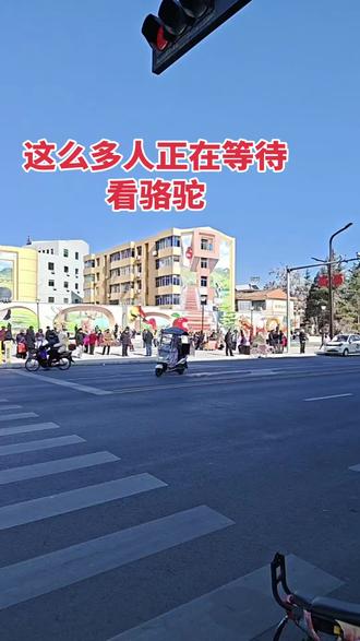 天水骆驼来旬邑了,大家都在等待观看