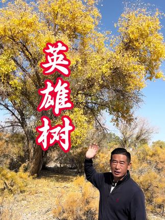 沙漠英雄树,胡杨。生而三千年不死,死而三千年不倒,倒而三千年不朽,新疆的兵团人世代 扎根在西北的边疆,顽强的驻守在祖国的边疆。#跟着曙光游新疆#旅游推荐官#胡杨