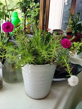 夏日炎炎,一点不耽误太阳花的鲜艳#太阳花