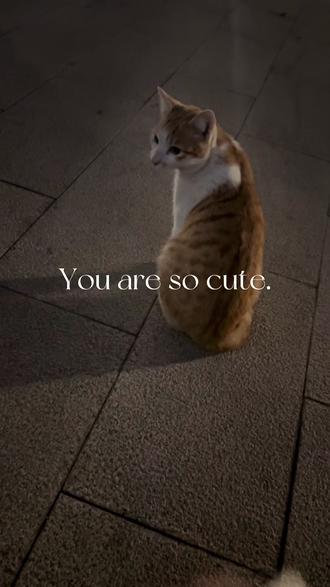 🐱自由/没有归宿的猫孩子们~