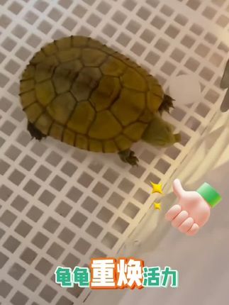 #龟宠#养龟#乌龟白眼 #大数据推荐给有需要的人 #龟龟