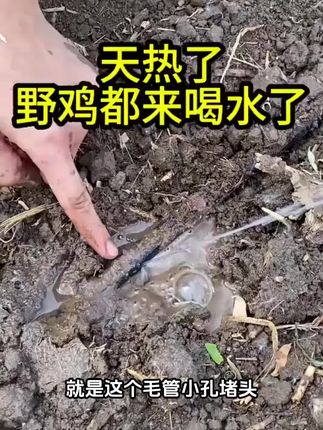 毛管小孔堵头虫眼沙眼堵漏补洞二代大小头工厂:/ 直销包邮滴灌带补丁#滴灌带补丁堵漏 #实用好物