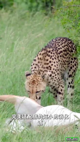 猎豹为何独爱羚羊?揭开它专属食谱的真相 #猎豹 #羚羊
