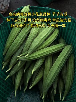 高抗病毒龙腾小花点品种,节节有瓜,种下去2个多月,没有病毒病,丝瓜涨价了,期待已久,今天摘一车#丝瓜 #丝瓜种植 #丝瓜鸡蛋汤 #丝瓜汤 #丝瓜水