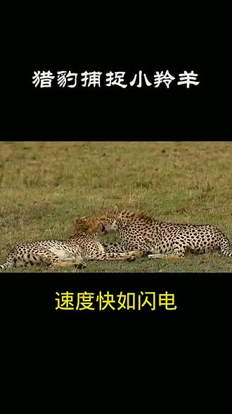 羚羊遭遇猎豹!闪电出击两分钟完成生死追逐