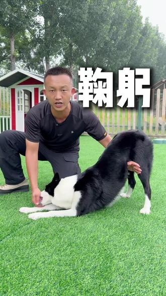 教会狗狗鞠躬,超简单,你学会了吗? #养狗经验分享#狗狗鞠躬#训犬教程