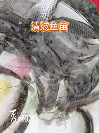 清波鱼肉质细嫩鲜美,被誉为“水中珍品”,大型草食性鱼类