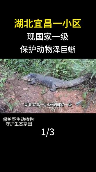 湖北宜昌一小区现国家一级保护动物泽巨蜥