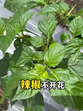 辣椒不开花不挂果喷施欧霸花库组合 促进花芽分化保花保果#阿康农业 #植保老杨 #促花保果 #保花保果 #工业辣椒高辣度辣椒