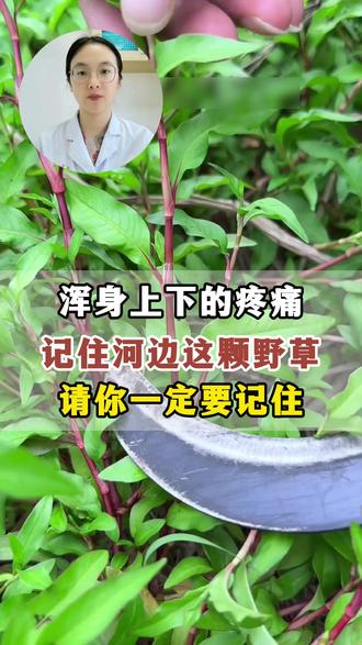浑身上下的疼痛,记住路边这颗野草 #中医 #养生 #科普 #疼痛 #草药