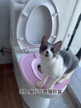猫咪马桶训练器全过程 超简单