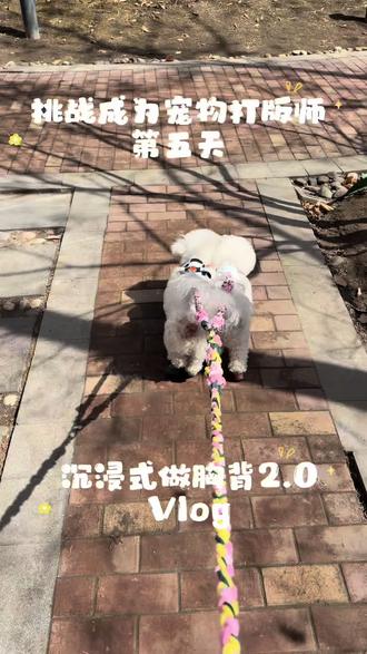 AI永远取代不了人类,因为人莫名其妙 在胸背1.0的基础上改进了里布和织带,狗狗体感更好,调节更方便
#缝纫教程 #缝纫教程零基础 #狗狗衣服制作 #比熊犬 #内向社恐