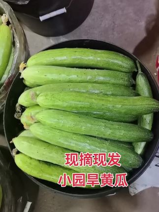 #旱黄瓜#黄瓜#小园旱黄瓜