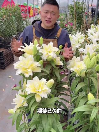 #家庭养花 #爱养花 #阳台养花 #百合花