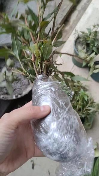 #你的家乡有这种植物吗 #自己种的纯天然的绿色蔬菜 #香柳 #香料 酸汤烧鱼必备