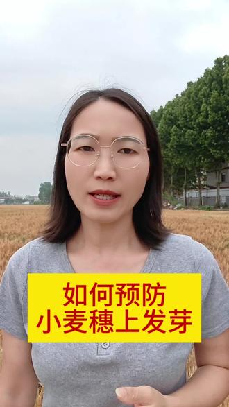 如何预防小麦穗上发芽#小麦增产增收 #分享农业知识帮农民增产增收 #麦农必看 #种地不容易