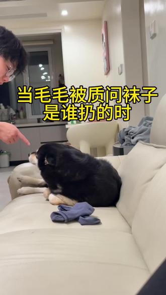 #萌宠狗狗 #狗狗 #宠物狗狗视频 #狗狗🐶
苍天有眼!这是屈打成招!纯纯家庭霸凌🌝🌝