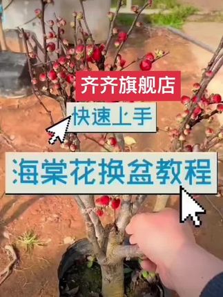 #长寿冠海棠 #花卉绿植 #种植小技巧 #别墅庭院植物 #庭院绿化