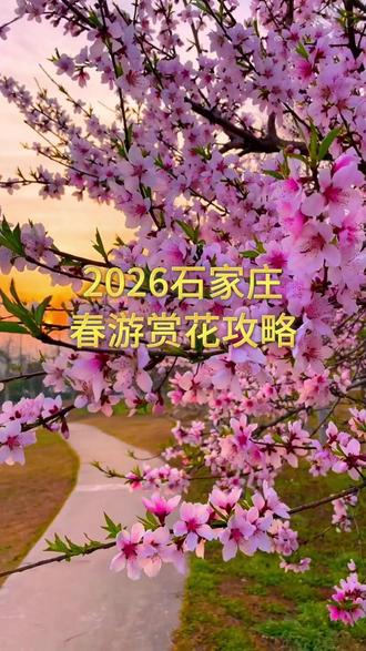 接下来几个月 石家庄是这样的 #2026石家庄赏花攻略