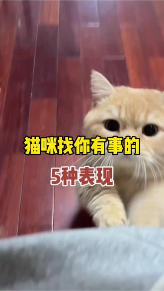 猫咪有事儿找你的5种表现!#猫咪 #萌宠出道计划 #新手养猫指南 #养猫经验分享 #养猫人