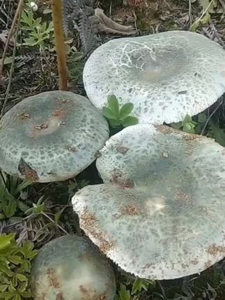 如果你喜欢种花种草、种多肉,那不妨试试种些青头菌吧!它可是阳台盆栽的珍品,不仅口感鲜美,而且容易种植。只需将种子均匀撒入土壤,覆盖一层薄土后喷水保湿,不久就能收获一大盆了。不管是凉拌还是热炒,都超级美味,快来尝尝自己亲手种出来的青头菌吧!,#强烈推荐 #野生菌 #青头菌种子 #青头菌种植 #青头菌视频