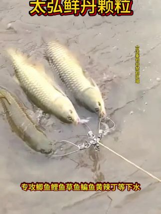 用蚯蚓就没有钓不上的鱼,可就是脏手还不好保存#饵料 #鲫鱼 #鲤鱼 #垂钓 #钓鱼