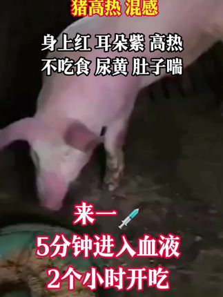 #养猪#养猪人不容易#养猪人加油干 #养猪人的日常生活 #养猪人的日常生活