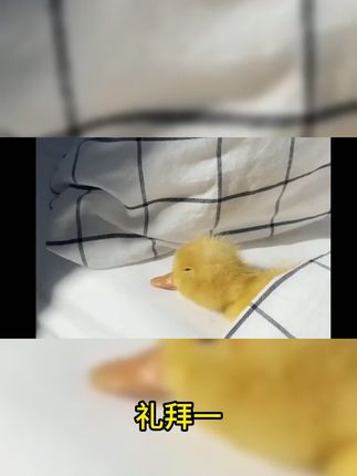 好好午休,做好的牛马!#褪黑素的正确用法!#中午也可以吃褪黑素#午休吃褪黑素