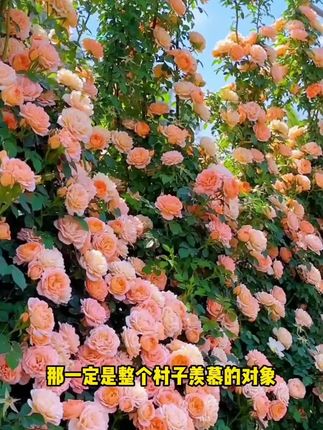 #花卉绿植 #哈萨克语言解说 #哈萨克歌曲伴奏及歌词 #哈萨克好听音乐