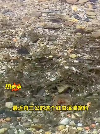 快速发窝,持久留鱼#原来钓鱼才是抖音运动顶流 #溪流钓 #饵料窝料 #钓鱼🎣 #溪流打窝颗粒