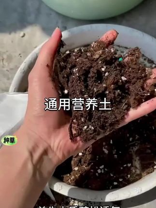彩乐植通用营养土月季绿植 绣球蓝莓法师多肉泥炭松鳞透气疏松#通用营养土疏松透气营养丰富 #通用营养土 #月季营养土 #疏松透气土壤 #泥炭土壤