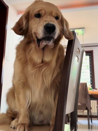 🎀周大毛的日常生活🎀