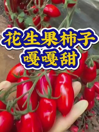 这个花生番茄好吃