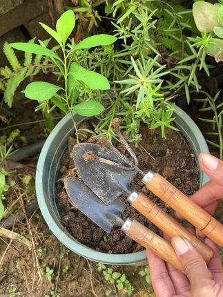 喜欢在家种菜养花的朋友们一定要备上这个园艺三件套,有了它以后,无论是挖坑施肥还是栽苗松土都变得轻而易举了。而且它的手感非常舒服,用起来很顺手,坚固又耐用,可以帮你解决各种难题。这么实用的工具就在下方链接里,赶快下单抢购吧!#家庭种植 #阳台种植 #阳台养花 #花卉绿植 #绿植盆栽