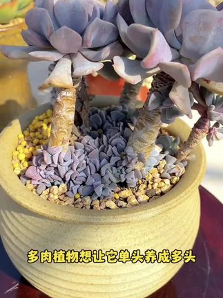 养#多肉 多做这一步,单头变多头#多肉植物 #多肉养护 #养护小知识 #种植小技巧