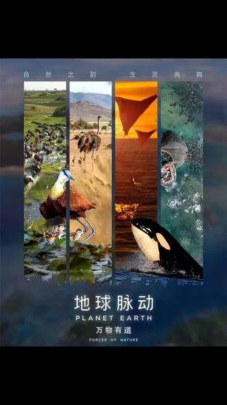 黄脚胡蜂 学名
Vespa velutina(墨胸胡蜂,俗称黄脚胡蜂、黄脚虎头蜂)
生物分类
- 节肢动物门 昆虫纲 膜翅目 胡蜂科 胡蜂属
体型外貌
- 体长:雌蜂约15–25 mm,工蜂约15–20 mm,雄蜂略小
- 体色:头黑、胸黑、腹部黄黑相间;足跗节鲜黄(“黄脚”由来)
生活习性
- 分布:中国南方(云贵川、江浙、华南)为主,近年入侵欧洲、日韩
- 筑巢:初期在土洞/树洞,后期迁至树干、屋檐、岩石;巢球形/梨形,纸质巢材,直径15–80 cm
- 食性:杂食偏肉食;捕食蜜蜂、蝇、蚊等昆虫,成虫嗜食瓜果、花蜜、糖水
- 活动:10℃以上出巢,春末至秋季活跃,冬季越冬(蜂王休眠)
- 攻击性:强,护巢凶猛,蜇针可多次蜇人,毒液含强致敏蛋白,可致命
繁殖特点
- 一年一代,3–4月蜂王出蛰筑巢产卵
- 发育:卵4–6 d → 幼虫9–12 d → 蛹10–13 d → 成虫
- 蜂群:分蜂王、工蜂、雄蜂;夏秋季达高峰,一巢数千至万只
- 交配:9–10月新蜂王与雄蜂交配,后越冬;老巢冬季消亡
生存现状
- 国内:常见,农业益虫(控虫)+ 危险蜂类,人工养殖用于生物防治与取毒
- 国际:入侵物种,威胁本土蜂类(如蜜蜂),破坏生态与养蜂业
安全提示
- 遇巢勿扰,勿穿鲜艳衣物、不用香水;勿拍打,缓慢离开
- 蜇伤:立即就医,警惕过敏反应
#黄脚胡蜂 #昆虫世界科普 #动物生存智慧 #动物行为解析 #大自然的奇妙设计