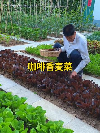 种一些咖啡香麦菜吧,好吃不生虫,满满的花青素#咖啡香麦菜#种菜小技巧