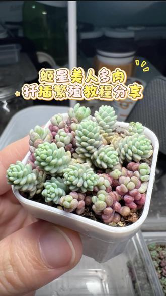 姬星美人多肉扦插繁殖教程分享
#多肉植物养护 #扦插 #培育多肉小苗 #多肉种植 #蘑菇怪的养花日记