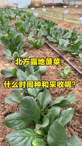 黄河以北露地菠菜播种采收时间推荐#三农流量扶持计划 #农业种植技术