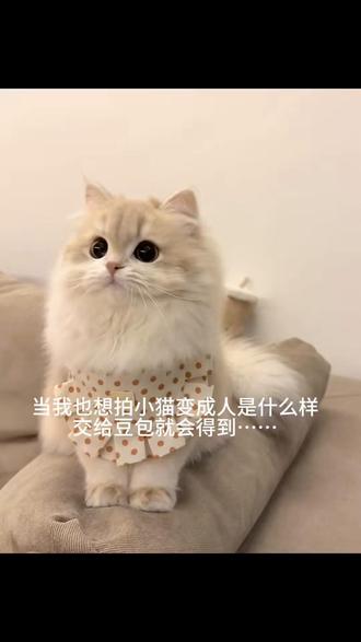 当我也想拍小猫变成人说什么样 交给豆包就会得到!#萌宠 豆包ai小猫年龄变人指令 小猫变人指令#豆包ai#豆包P图已经nextlevel了 #猫咪变人 #猫咪人形_santi
#豆包ai #豆包出大片有两把刷子