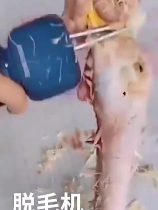 帆高快速拔鸭毛神器拔毛机器鸡鸭鹅电动家禽杀鸭脱毛去毛机家商用#电动拔鸡鸭毛神器 #生活好帮手 #家用必备