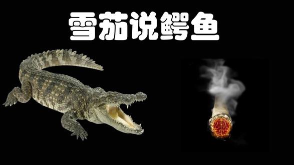 鳄鱼是一种古老而令人敬畏的爬行动物,属于鳄形目。它们主要生活在热带和亚热带地区的淡水和咸水环境中,如河流、湖泊和湿地。鳄鱼的种类繁多,其中最常见的包括美国鳄鱼、尼罗鳄和中国鳄。外形特征方面,鳄鱼拥有强壮的身体、长而扁平的头部以及强有力的尾巴。它们的皮肤覆盖着坚硬的鳞片,颜色通常为绿色或棕色,有助于它们在自然环境中伪装。成年鳄鱼的体长可以达到几米,某些种类甚至超过6米。在饮食习惯上,鳄鱼是肉食性动物,以鱼类、鸟类和小型哺乳动物为食。它们以极高的隐蔽性和强大的咬合力著称,能够在水下静静地等待猎物的出现,然后迅速出击。繁殖方面,鳄鱼通常在春季季节交配,雌性会在沙滩上挖掘巢穴,产下约20-60个卵,孵化期约为70-100天。幼鳄出生后会受到母鳄的保护,直到它们能够独立生存。总的来说,鳄鱼不仅是生态系统中重要的捕食者,还因其独特的生物学特征和令人印象深刻的生存能力而备受关注。它们在文化中也常常象征着力量和威严。#奇闻奇事 #科普 #top10 #鳄鱼