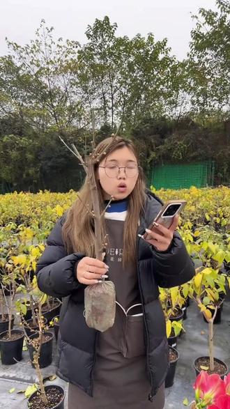 海蒂的花园腊梅切花庭院观赏花朵香味悠长先花后叶花园地栽 #腊梅 #蜡梅 #香花 #庭院景观 #海蒂的花园