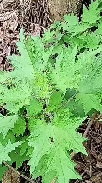 妖追井追#植物#植物科普 #植物百科