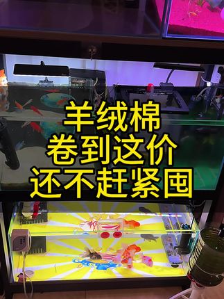 鱼缸多的鱼友谁洗棉啊,都是脏了直接扔。#养鱼日记 #过滤棉 #鱼缸过滤 #水族用品 #空气缸 @DOU+小助手