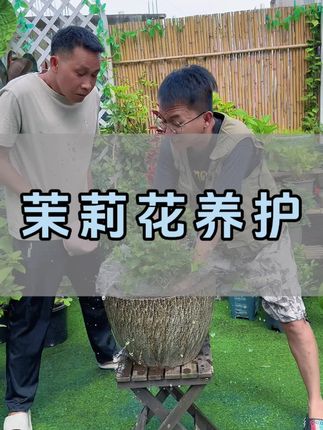 土壤出现这个问题,茉莉花很难养得好 #茉莉花 #花卉绿植 #养花小知识