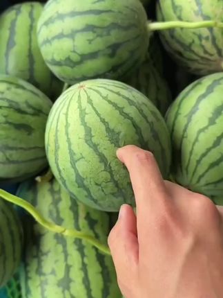 这是正宗北京庞各庄手剥小西瓜🍉口感特别好🍉爆甜爆汁现摘现发🍉🍉🍉坏果包赔#手剥小西瓜#庞各庄小西瓜#西瓜🍉 #快来一起尝个鲜 #西瓜真甜